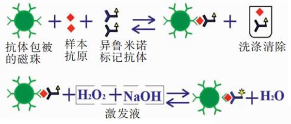 化學(xué)發(fā)光抗體開發(fā)