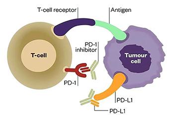 小普課堂-腫瘤突變負(fù)荷(Tumor Mutation Burden，TMB)