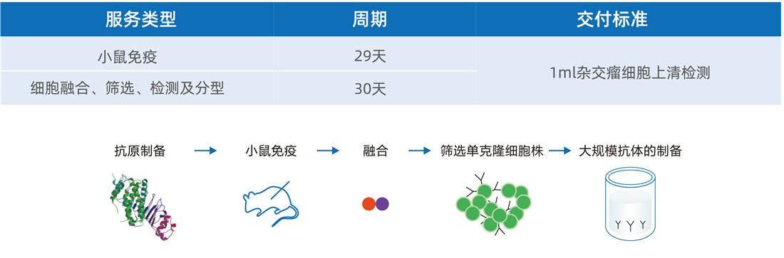 雜交瘤細(xì)胞開(kāi)發(fā)-鼠單克隆抗體僅需59天