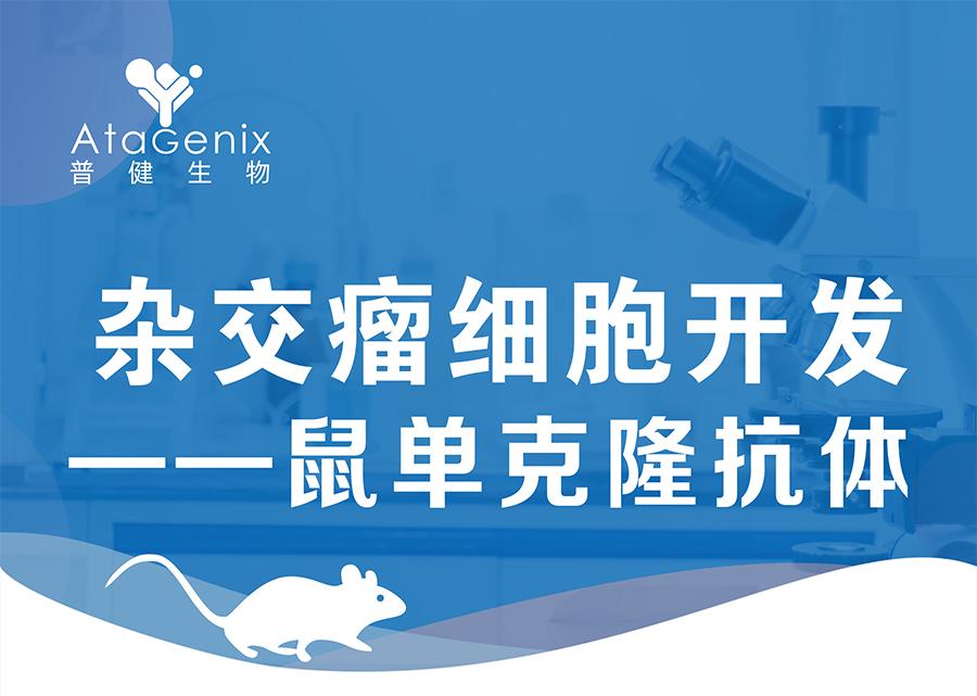 雜交瘤細(xì)胞開(kāi)發(fā)-鼠單克隆抗體僅需59天