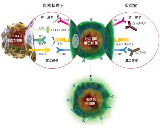 SHP2分子鑒定、重組表達(dá)及免疫學(xué)研究