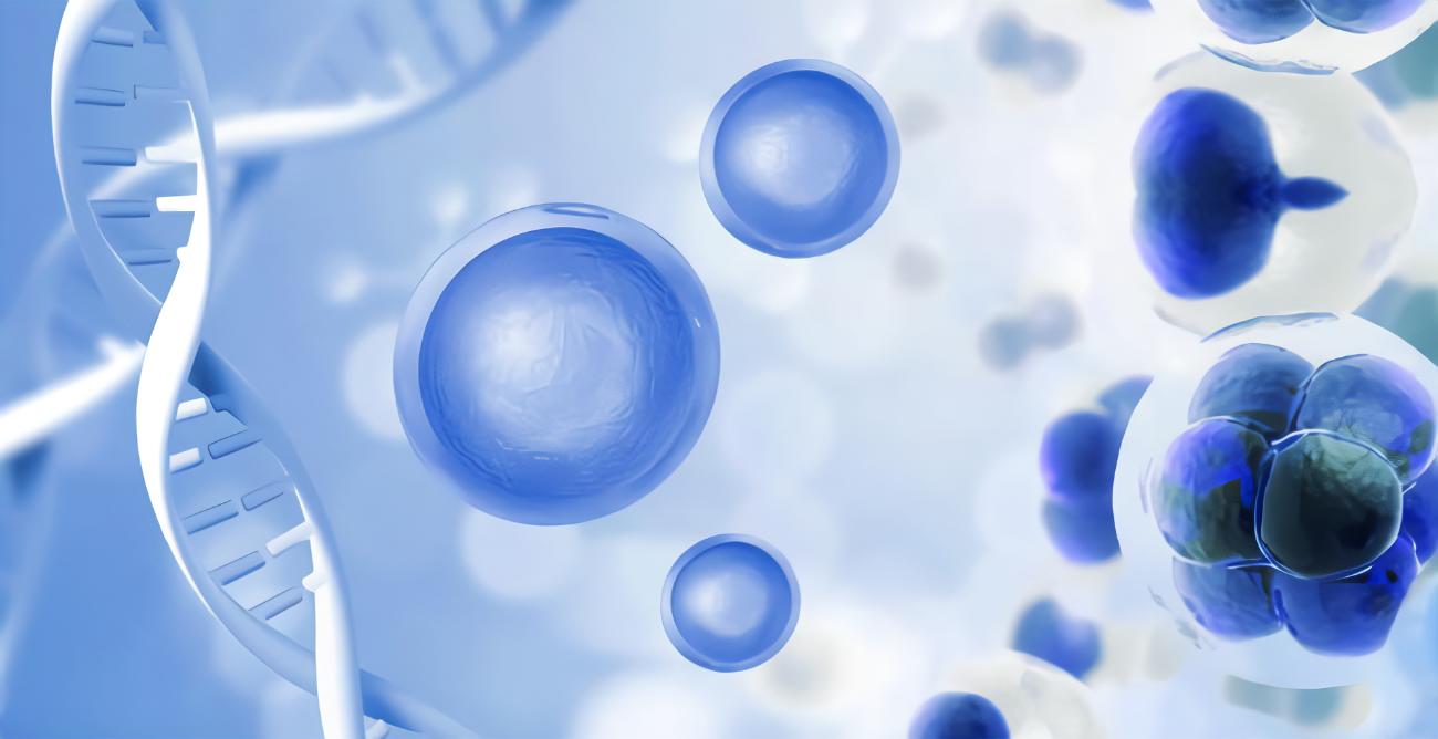 CD133、CD44、CD11b在急性髓系白血病中的表達及其與臨床預后的相關性研究
